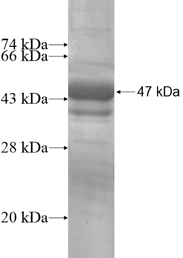 Recombinant Human PPPDE1 SDS-PAGE