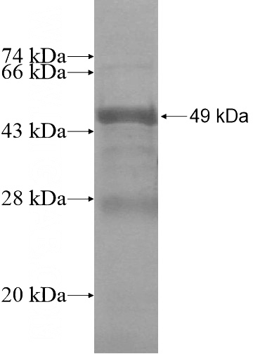 Recombinant Human C16orf68 SDS-PAGE