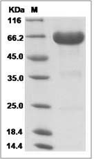 Human LILRA5 Protein (Fc Tag)