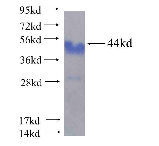 Recombinant human HSPH1 SDS-PAGE