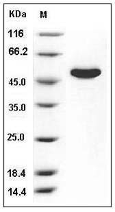 Mouse CNDP2 / CN2 / CPGL Protein (His Tag) SDS-PAGE