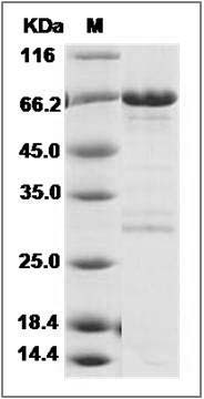 Human BRCA2 / BCCIP Protein (His & GST Tag) SDS-PAGE