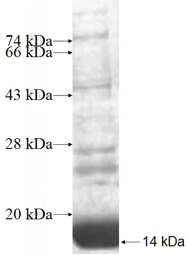 Recombinant Human TRIAP1 SDS-PAGE