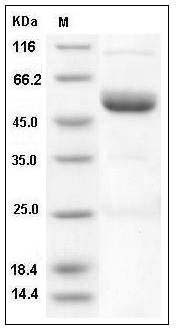 Mouse Ephrin-A4/EFNA4 (Fc Tag) recombinant protein