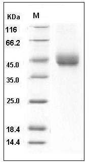 Mouse TFPI / LACI / EPI Protein (His Tag) SDS-PAGE
