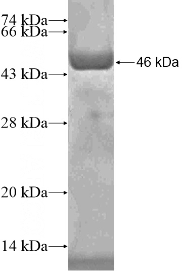 Recombinant Human C6orf97 SDS-PAGE
