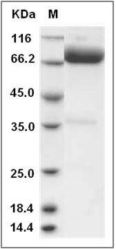 Rat CD14 Protein (Fc Tag) SDS-PAGE