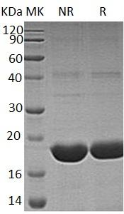Human STAT3/APRF (His tag) recombinant protein