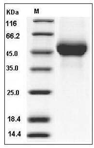 Influenza A H5N1 (A/Egypt/2321-NAMRU3/2007) Hemagglutinin Protein (HA1 Subunit) (His Tag) SDS-PAGE