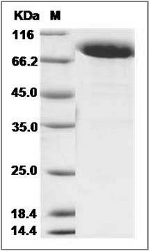 Cynomolgus DDR2 Kinase / CD167b Protein (Fc Tag) SDS-PAGE