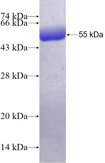 Recombinant Human HSPA1L SDS-PAGE