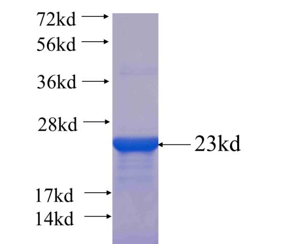 Recombinant human CASP3 SDS-PAGE