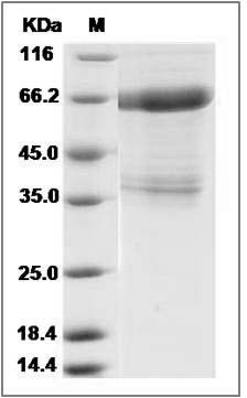 Canine IL11RA / IL-11RA Protein (Fc Tag)