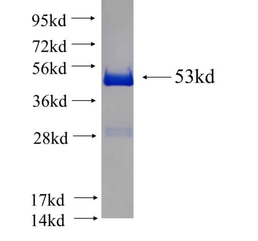 Recombinant human GSTA4 SDS-PAGE