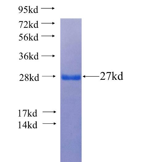 Recombinant human GRLF1 SDS-PAGE