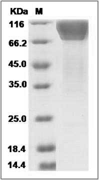 Canine Fractalkine / CX3CL1 Protein (Fc Tag) SDS-PAGE