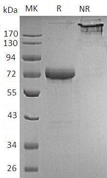 Human TNFRSF4/TXGP1L (Fc & Avi tag) recombinant protein