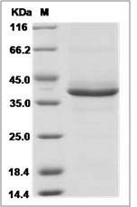 Human SPINK2 / HUSI-II Protein (Fc Tag)