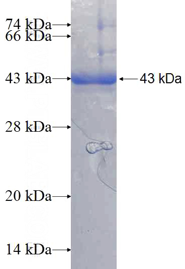 Recombinant Human POLE3 SDS-PAGE