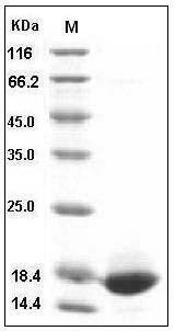 Mouse / Rat aFGF / FGF1 Protein SDS-PAGE