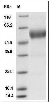 Human SCN3B Protein (Fc Tag) SDS-PAGE