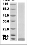 Mouse CXCL10 recombinant protein (C-His)