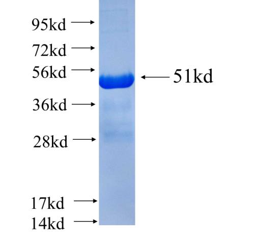 Recombinant human GSTA3(Full length) SDS-PAGE