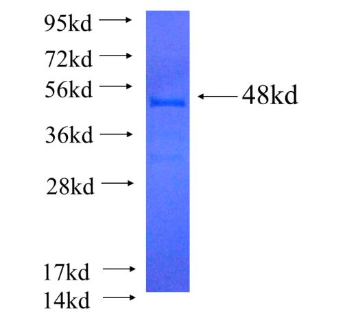 Recombinant human APOBEC4(Full length) SDS-PAGE