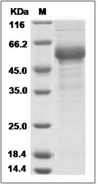 Cynomolgus COLEC10 Protein (Fc Tag) SDS-PAGE