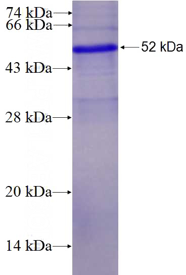 Recombinant Human cTnT SDS-PAGE