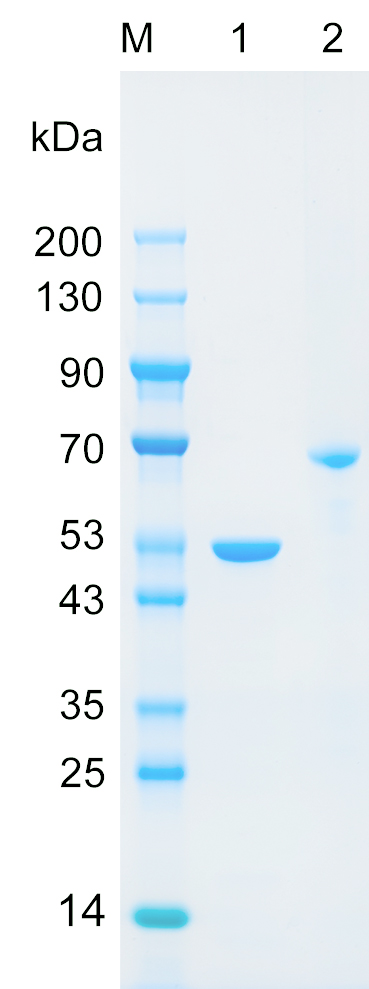 Recombinant GOG8B protein (His tag) SDS-PAGE