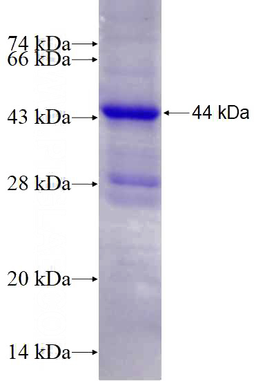 Recombinant Human PPEF1 SDS-PAGE