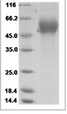 H1N1 HA Protein 14110