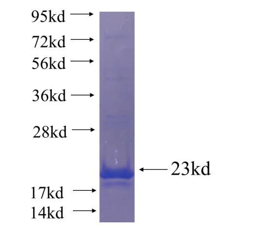 Recombinant human C6orf130 SDS-PAGE