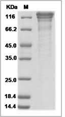 Cdh13 protein SDS-PAGE