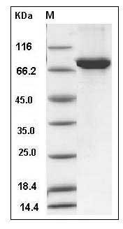 Human ALDH4A1 Protein (His & GST Tag) SDS-PAGE