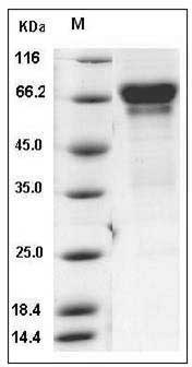 Mouse CD137 / 4-1BB / TNFRSF9 Protein (Fc Tag) SDS-PAGE