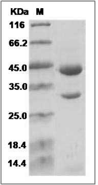 Cynomolgus PDGFB / PDGF-BB Protein (Fc Tag) SDS-PAGE