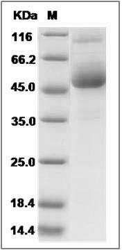 Rat CD7 Protein (Fc Tag) SDS-PAGE