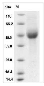 Human KIR2DL1 / CD158a Protein (His Tag) SDS-PAGE