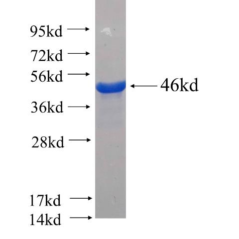 Recombinant human SP3 SDS-PAGE