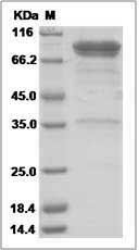 Human LAG3 / CD223 / Lymphocyte activation gene 3 (Fc Tag) recombinant protein