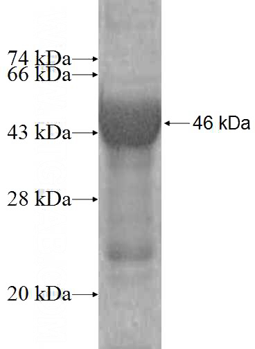 Recombinant Human BHMT2 SDS-PAGE
