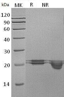 Human FAM3C/ILEI/GS3786 (His tag) recombinant protein