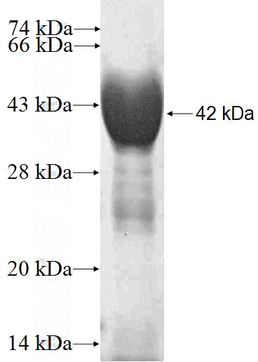 Recombinant Human TRMT12 SDS-PAGE