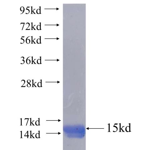 Recombinant human FAM50A SDS-PAGE