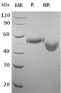 Human CD177/NB1/PRV1/UNQ595/PRO1181 (His tag) recombinant protein