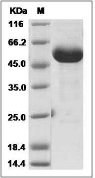 Cynomolgus Interferon alpha-B / IFNA8 Protein (Fc Tag) SDS-PAGE