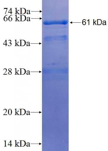 Recombinant Human C14orf49 SDS-PAGE