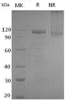 Human GFRA2/GDNFRB/RETL2/TRNR2 (Fc & His tag) recombinant protein